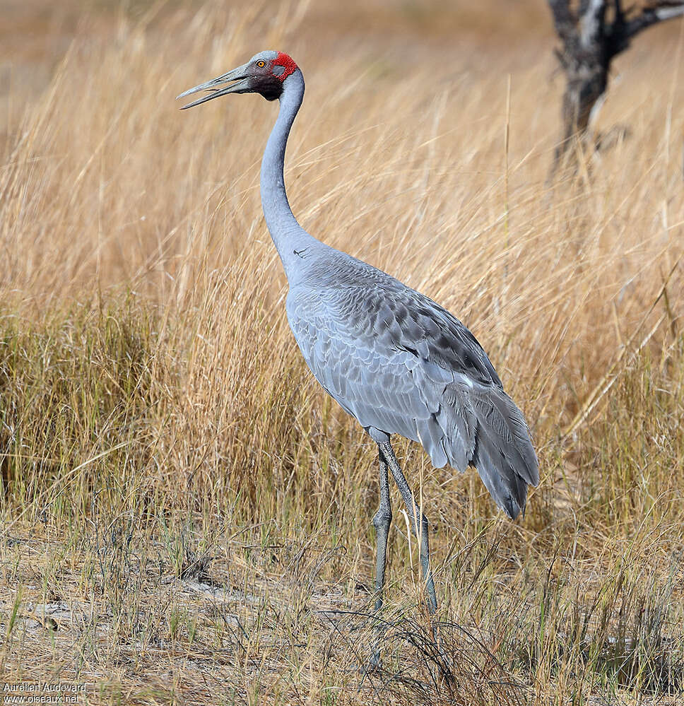 Brolga male adult, identification