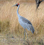 Grue brolga