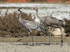 Common Crane