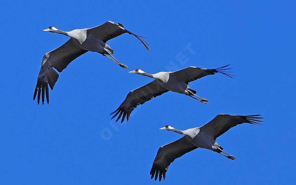 Common Craneadult, identification