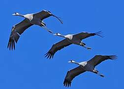 Common Crane