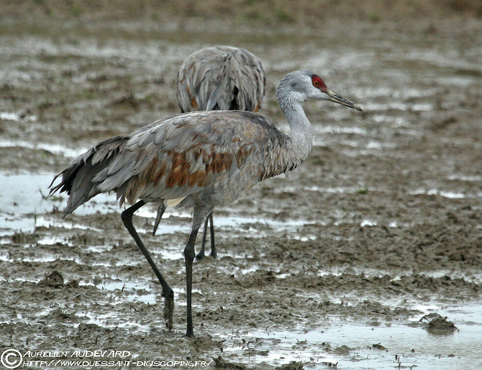 Sandhill Crane