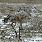 Sandhill Crane