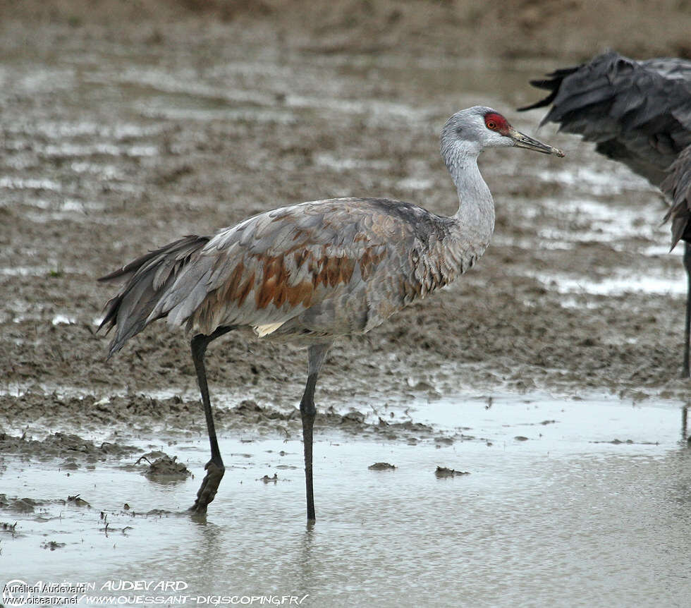 Grue du Canadaadulte nuptial, identification