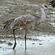 Sandhill Crane