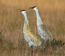 Sandhill Crane