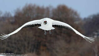 Red-crowned Crane