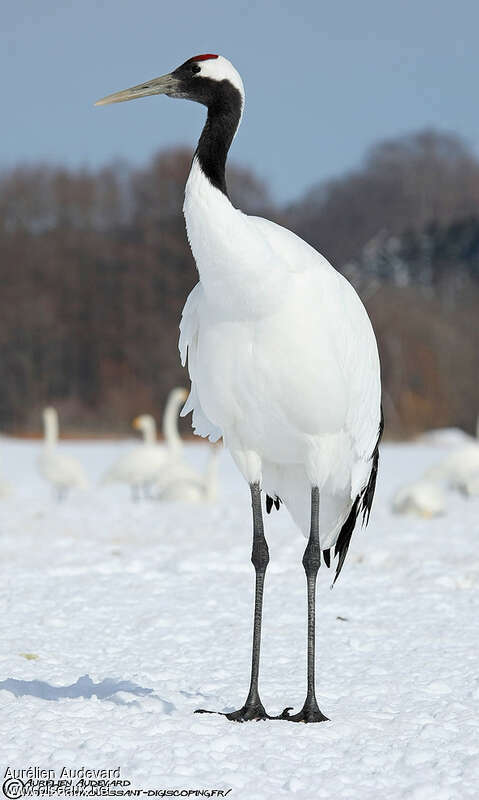 Red-crowned Craneadult, pigmentation