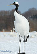 Red-crowned Crane