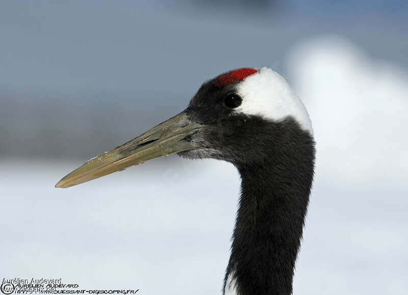 Red-crowned Craneadult, close-up portrait