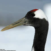 Red-crowned Crane