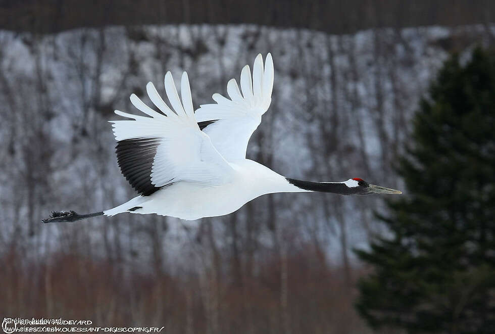 Red-crowned Craneadult, Flight