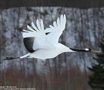 Red-crowned Crane