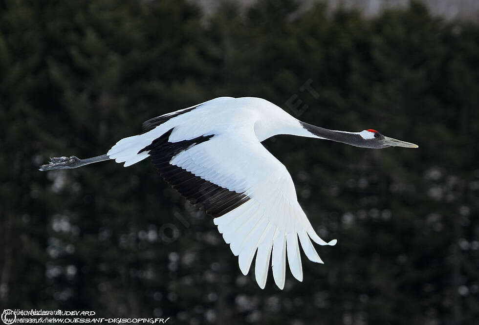 Red-crowned Craneadult, Flight