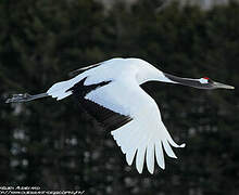 Red-crowned Crane