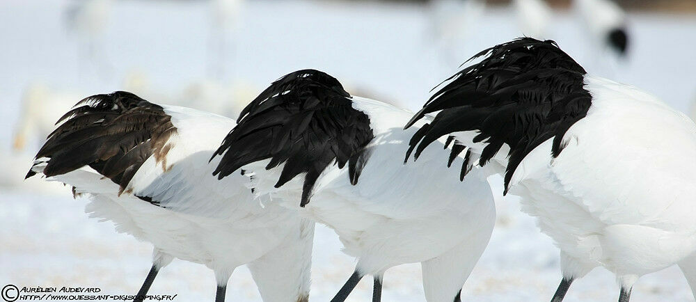 Red-crowned Crane