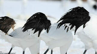 Red-crowned Crane