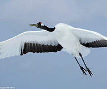 Red-crowned Crane