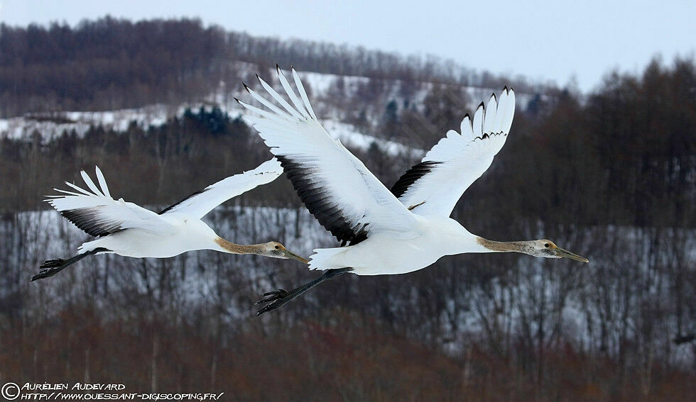 Red-crowned Cranejuvenile, Flight