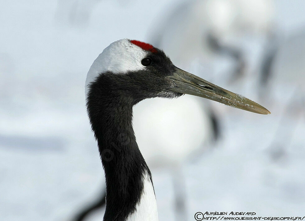 Red-crowned Crane