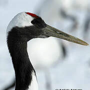 Red-crowned Crane