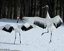 Red-crowned Crane