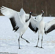 Red-crowned Crane