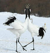 Red-crowned Crane