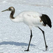 Red-crowned Crane