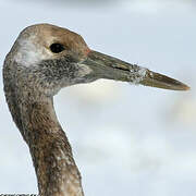 Red-crowned Crane