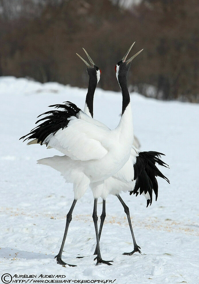 Red-crowned Crane