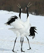 Red-crowned Crane