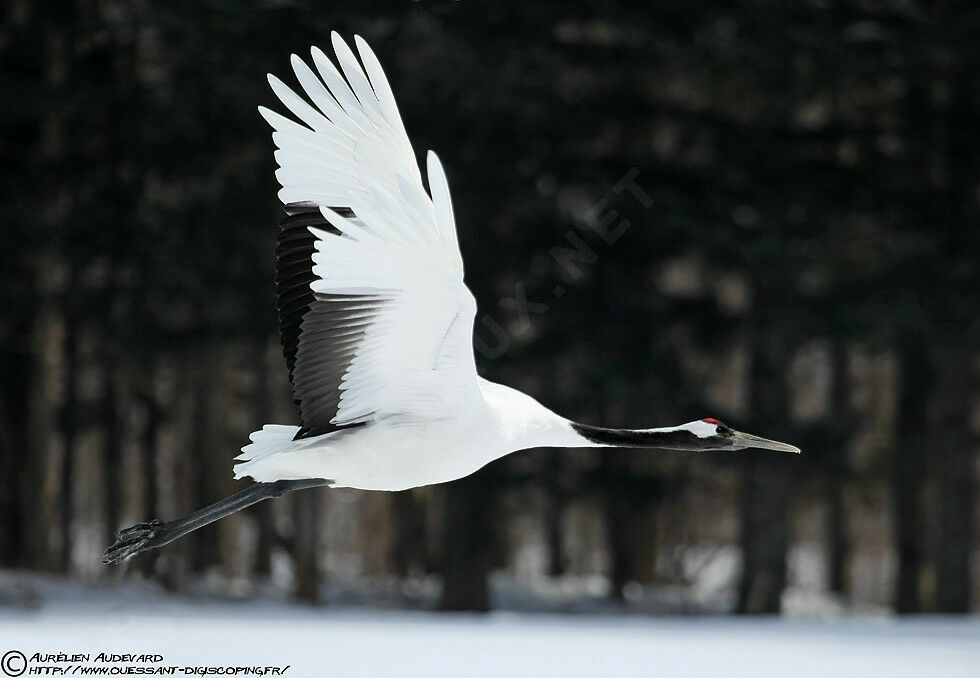 Red-crowned Crane