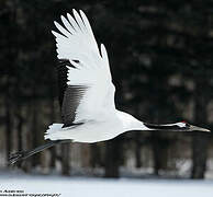 Red-crowned Crane