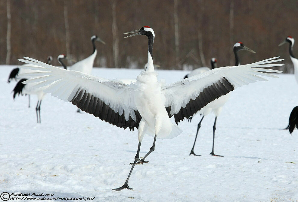 Red-crowned Crane