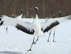 Red-crowned Crane