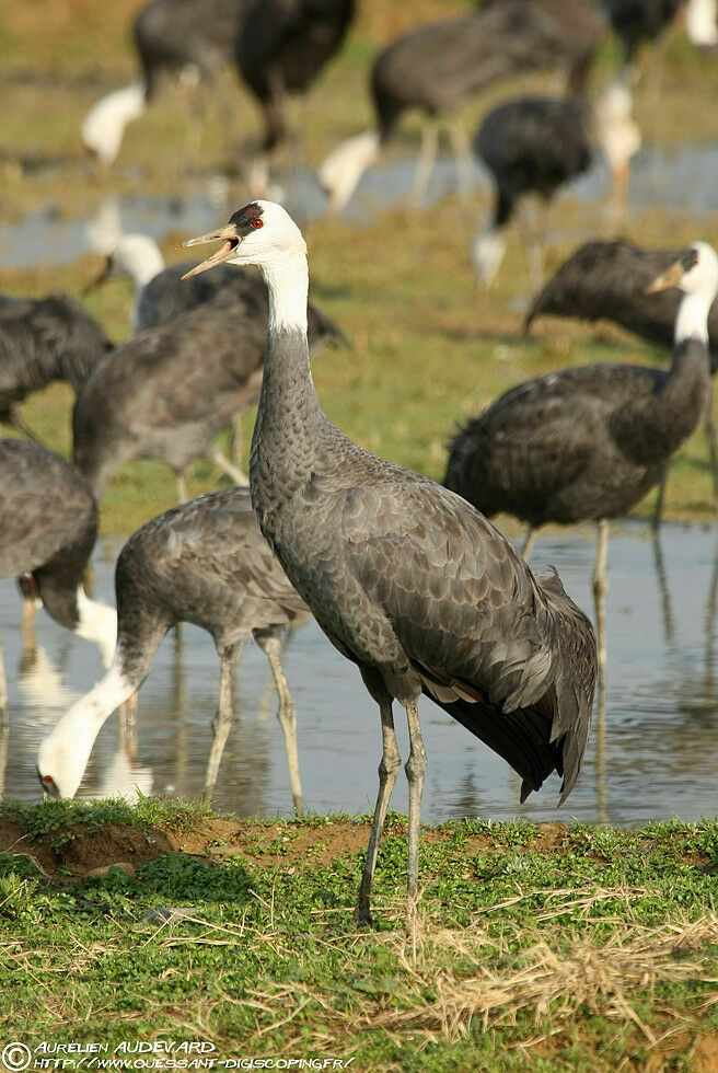 Hooded Crane