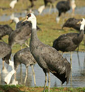 Hooded Crane