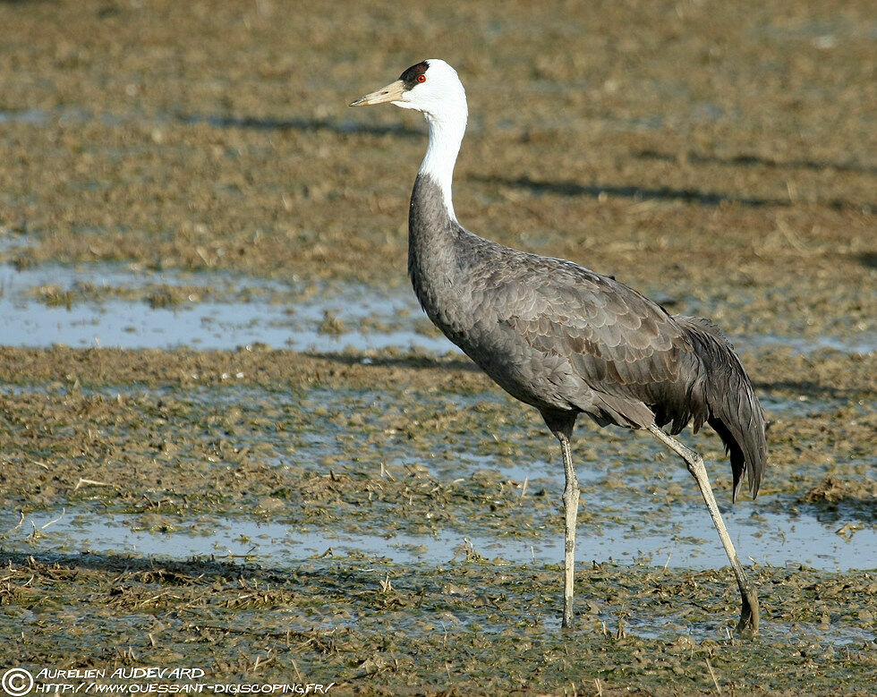 Hooded Crane