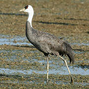 Hooded Crane