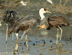 Hooded Crane