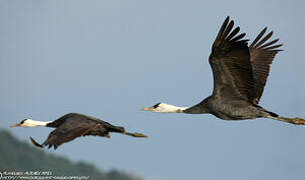 Hooded Crane