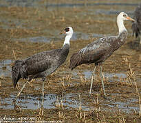 Hooded Crane