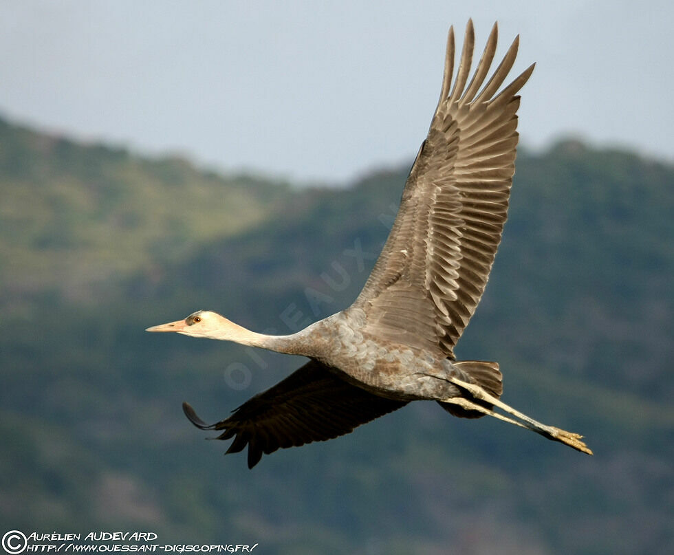 Hooded Crane, Flight