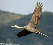 Hooded Crane