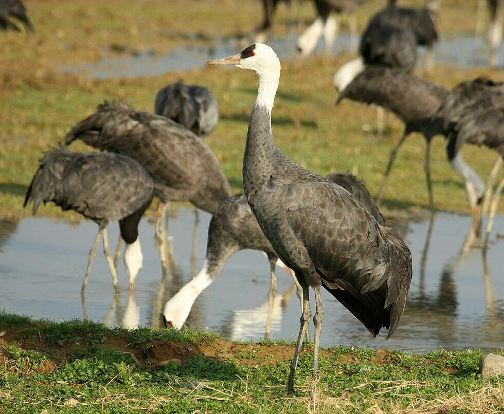 Hooded Craneadult breeding