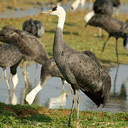 Hooded Crane