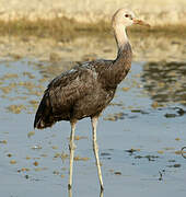 Hooded Crane