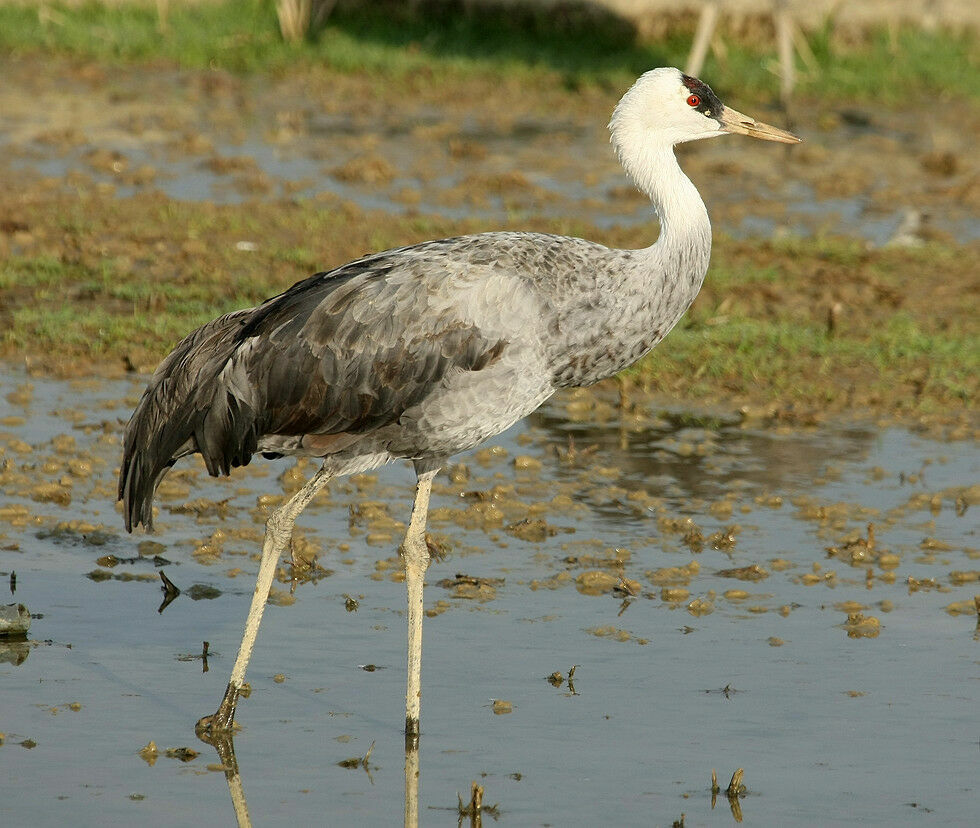 Grue moineadulte nuptial, identification