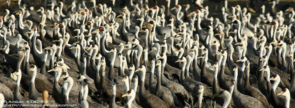 Hooded Crane